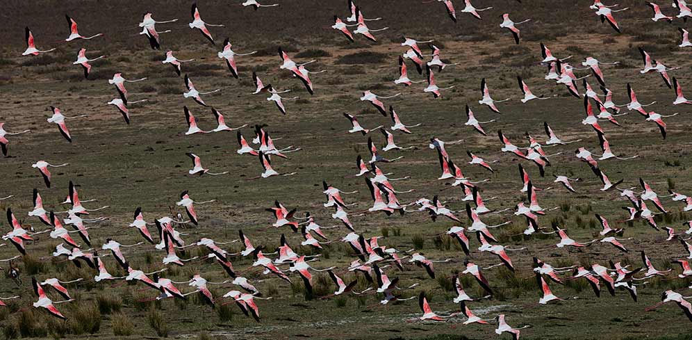 Greater Flamingo flock